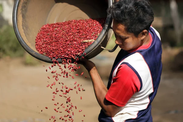 Agricultor tailandés cosechando frijoles rojos — Foto de Stock