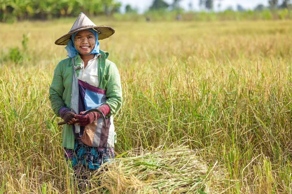 收获水稻的女人 — 图库照片