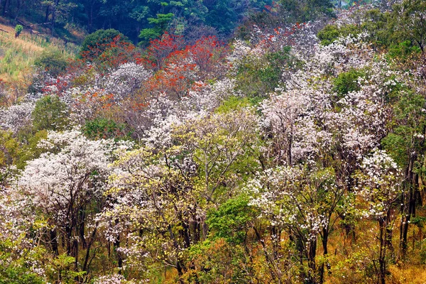 Çiçekli bahar ağaçları — Stok fotoğraf