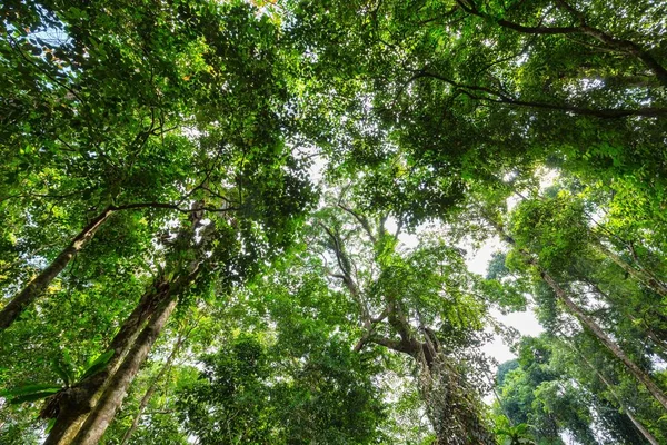 Vista dinamica foresta tropicale — Foto Stock