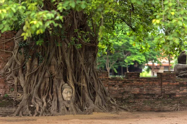 Testa di Buddha nelle radici degli alberi — Foto Stock