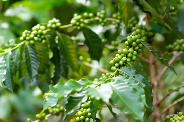 Plantación de árboles de café — Foto de Stock