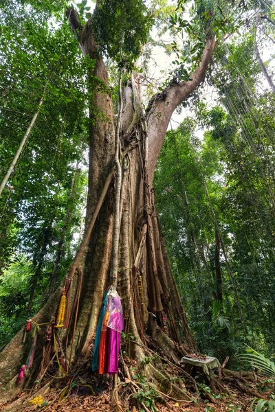 巨大的热带树 — 图库照片