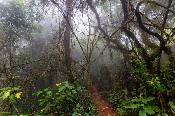 Mist in de tropische jungle — Stockfoto