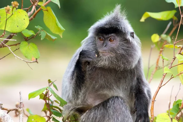 Mono de hoja plateada —  Fotos de Stock