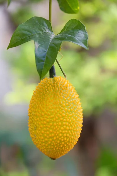Gac fruit hanging on plant — Stock Photo, Image