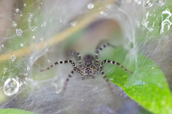 Aranha esperando na web — Fotografia de Stock