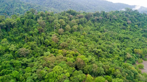 Вид с воздуха на тропические леса — стоковое фото