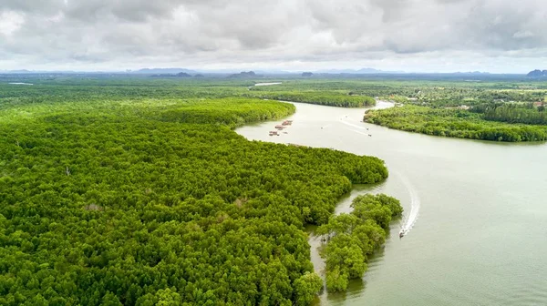 Floresta de manguezal — Fotografia de Stock