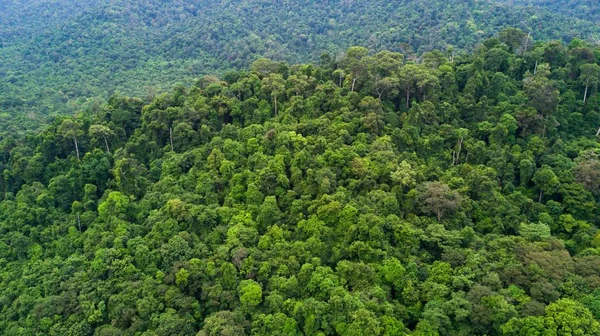 Rainforest z lotu ptaka — Zdjęcie stockowe