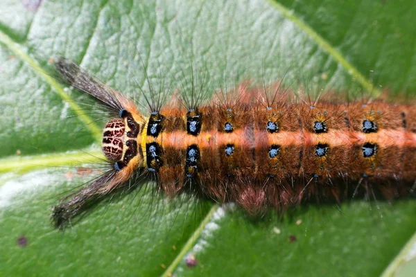 Falena pelosa bruco tropicale — Foto Stock