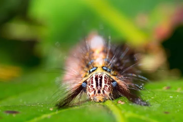 Harige nachtvlinder caterpillar — Stockfoto