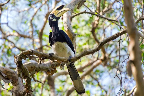 Hornbill di hutan — Stok Foto