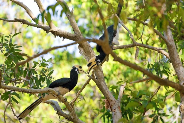Pasangan Hornbill di hutan — Stok Foto