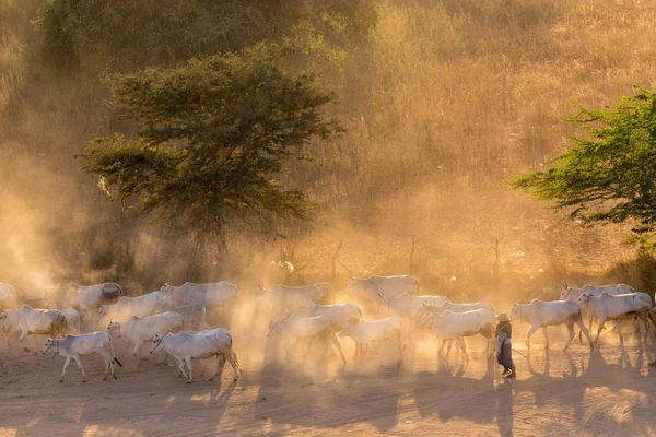 Toz içinde Birmanya çoban — Stok fotoğraf