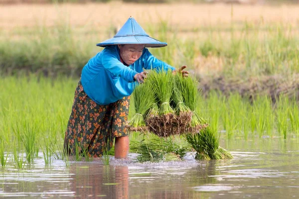 Karen agricultor plantación de arroz nuevo — Foto de Stock