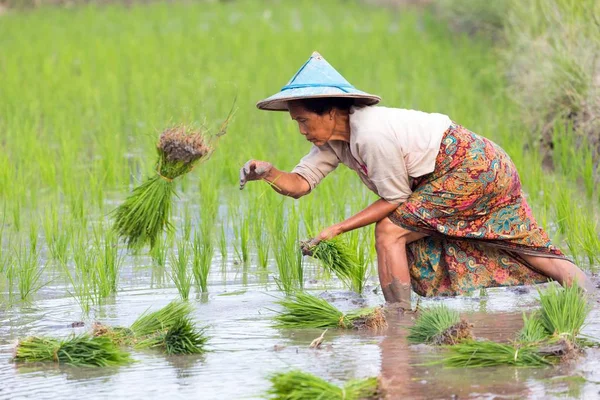 Karen farmer planting new rice — Stock Photo, Image