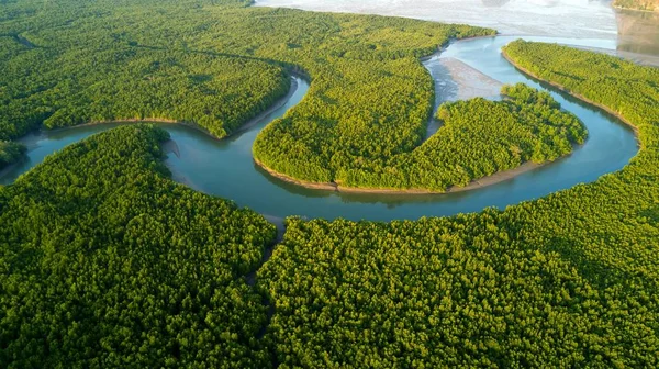 Вид на повітряний мангровий ліс — стокове фото