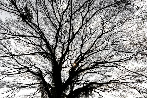 冬季的巨型白化树 — 图库照片