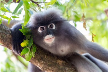 Gözlüklü Langur maymun portre