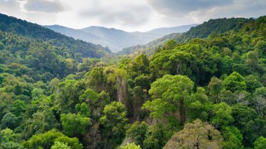 Tayland'da yağmur ormanları havadan görünümü