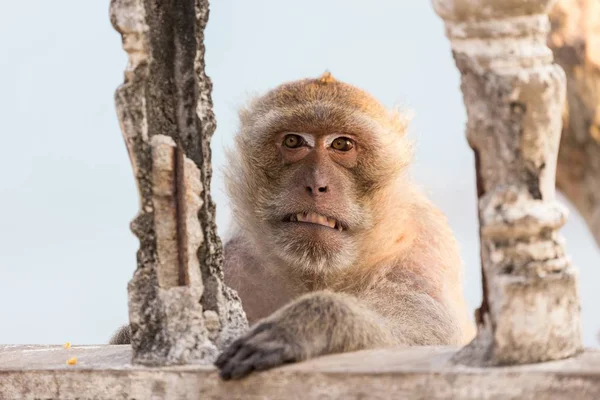 Ošklivé makak zobrazeno zuby — Stock fotografie