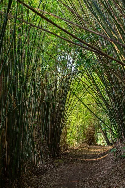 Pathway in bamboo forest — Stock Photo, Image
