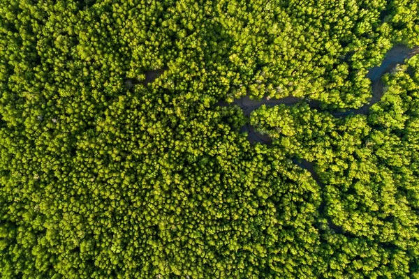 Vista superior aérea da floresta de manguezal — Fotografia de Stock