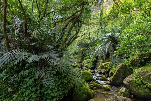 Wilder nasser Dschungel in Taiwan — Stockfoto