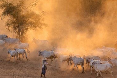 Burmese shepherdess in dust clipart