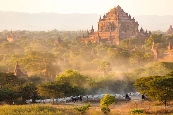 Burmese shepherdess in dust — Stock Photo, Image