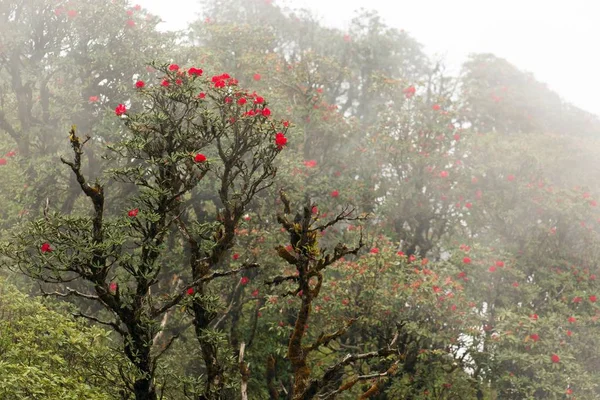 Rhododendron Arboreum blossom in mist — Stock Photo, Image