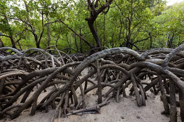 Bomen mangrovebos aan tropische kust — Stockfoto