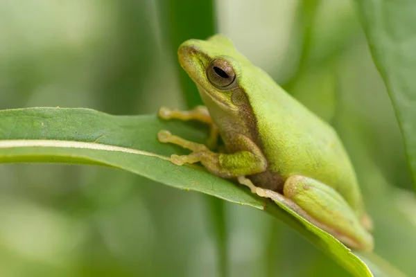 Gröna tropiska ängen groda — Stockfoto