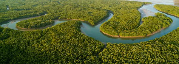 Вид на мангровый лес с высоты птичьего полета — стоковое фото