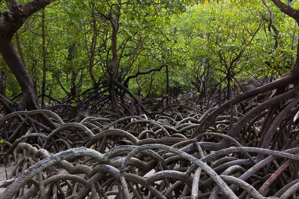 Bomen mangrovebos aan tropische kust — Stockfoto