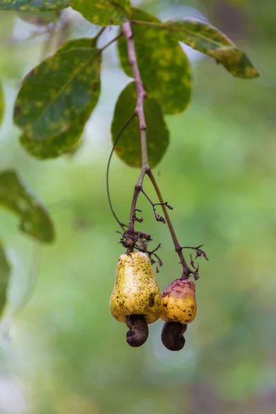 Fresh cashew nuts on tree — Stock Photo, Image