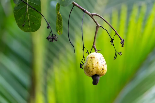 Taze kaju fıstığı ağacı üzerinde — Stok fotoğraf