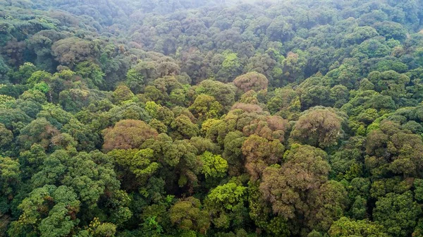 Vista aérea do dossel da selva — Fotografia de Stock