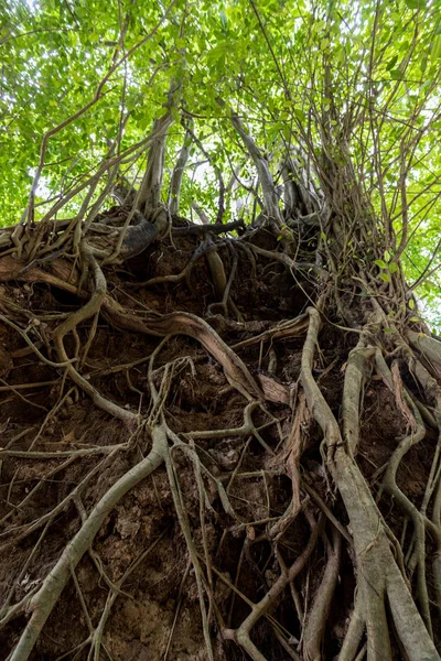 Raízes de figueiras tropicais de Banyan — Fotografia de Stock