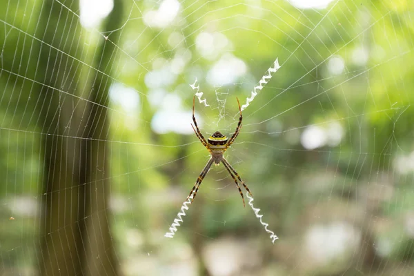 Ätherea-Spinne im Netz — Stockfoto