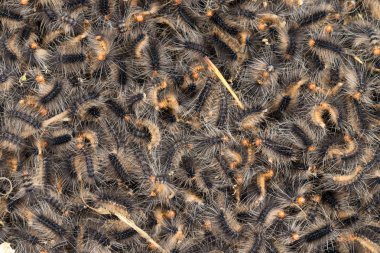 Kıllı tırtıllar sürüsü