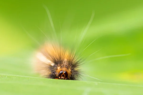 Portret van harige caterpillar — Stockfoto
