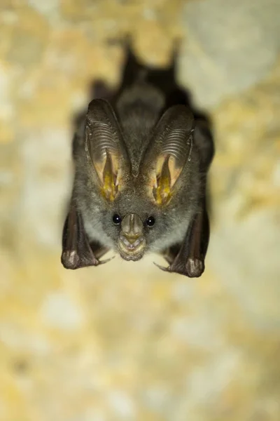 Megaderma Spasma murciélago salvaje —  Fotos de Stock