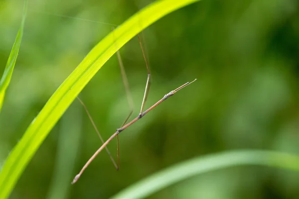 Stick insect staande op gras — Stockfoto