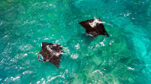 Vista aérea da natação dos raios Manta — Fotografia de Stock