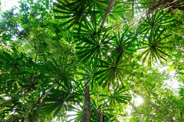 Vegetazione lussureggiante della giungla — Foto Stock