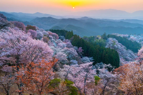 Pôr do sol sobre árvores de cereja floresta — Fotografia de Stock
