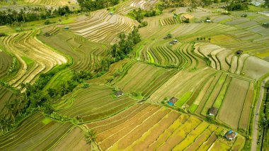 Bali ricefield hava atış
