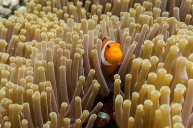Palyaço balığı deniz anemone içinde gizli